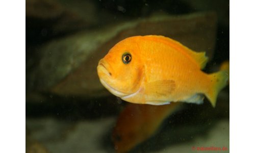 Metriaclima estherae